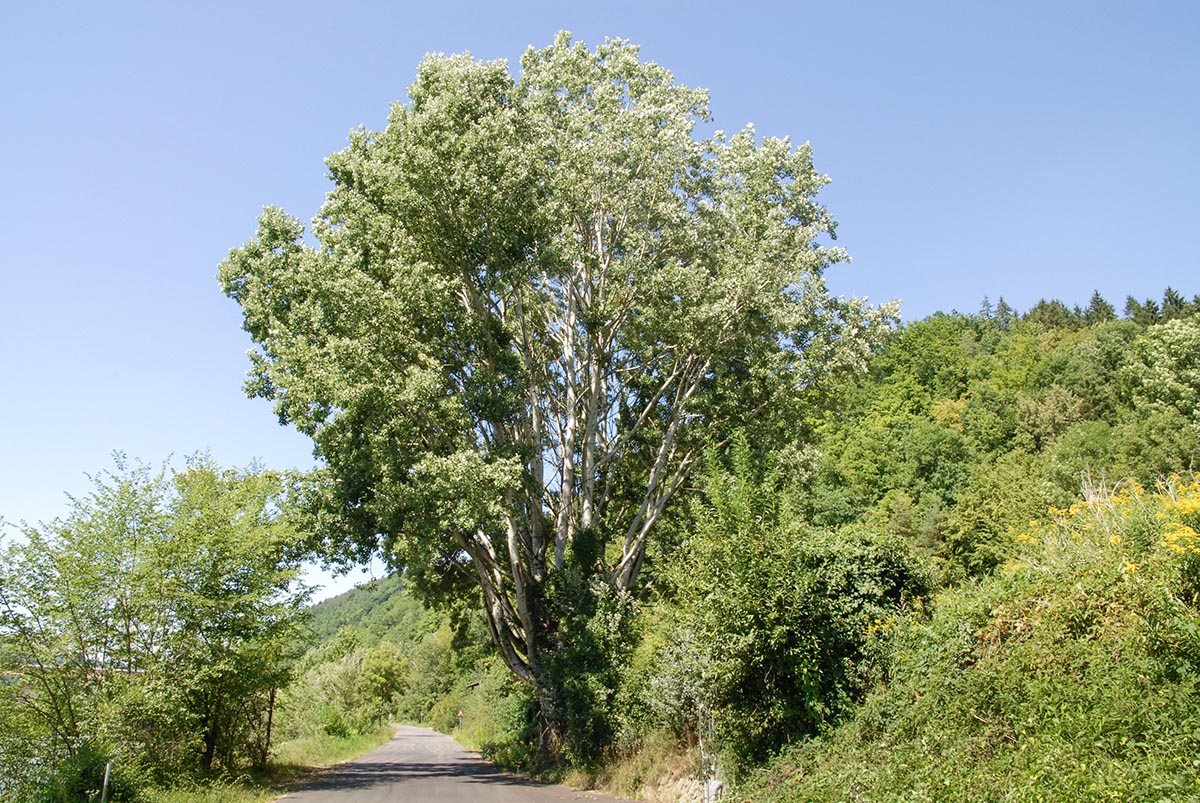 Habitus